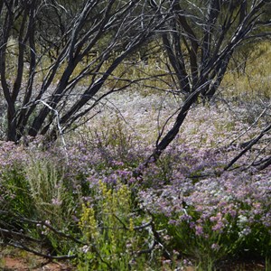 Flora