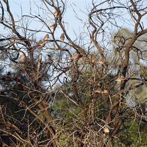 Finches