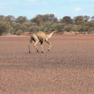 Camel