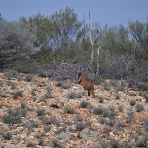Roo