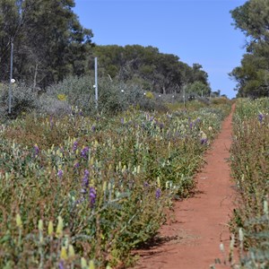 Track