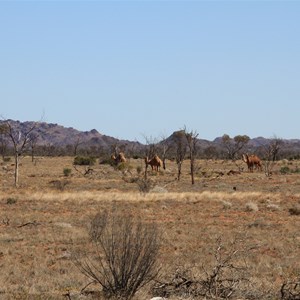 Cavenagh Range