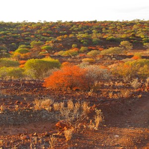 Autumn colours at Lookout