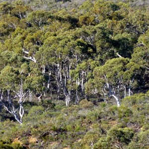 Pockets of Wandoo woodland dot the Lesueur uplands.