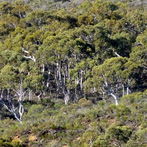 Pockets of Wandoo woodland dot the Lesueur uplands.