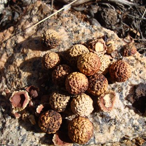 Quandong tree seeds