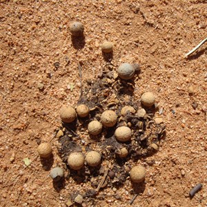 Quandong tree seeds