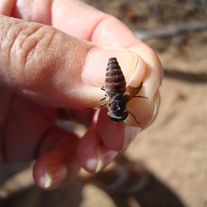 March Fly at Elachbutting Rock