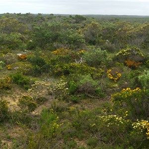 Bushland just north fo Seabird