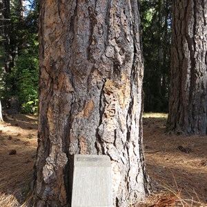 Ponderosa pine planted 1958