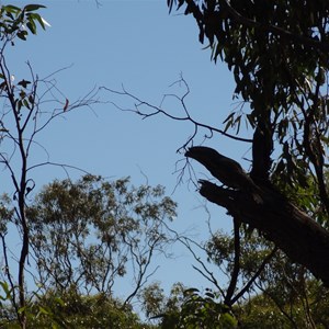 One of the Local native birds