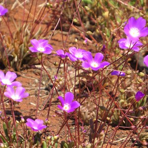 Pulpit petals