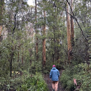 Harewood Forest Walk Trail