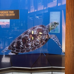 Mon Repos Turtle Centre