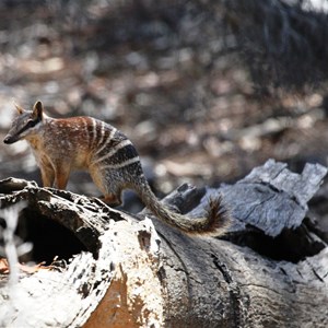 Numbat 