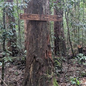 Erin's Tree