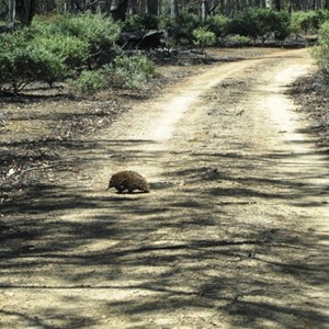 Please watch for our wildlife on the roads