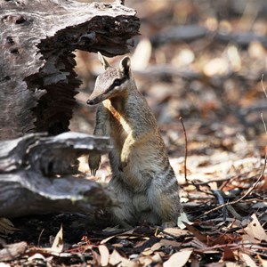 Numbat