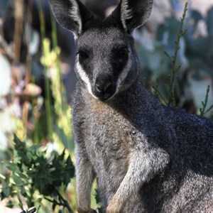 Western Brush Wallaby