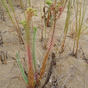 Flora at Preston Beach