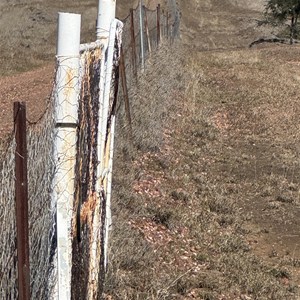 Dingo Barrier Fence