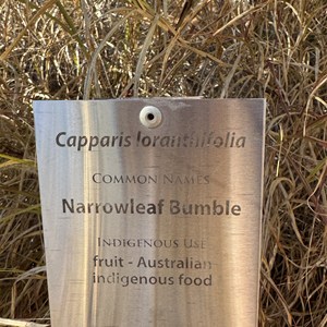 Botanical Walk