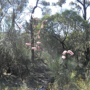 Holt Rock wildflowers