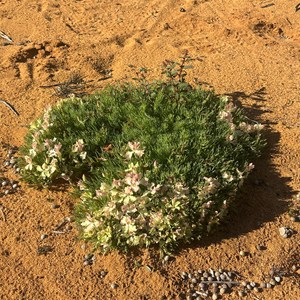 Wreath Flowers l