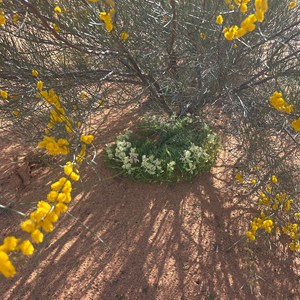 Wreath Flowers l