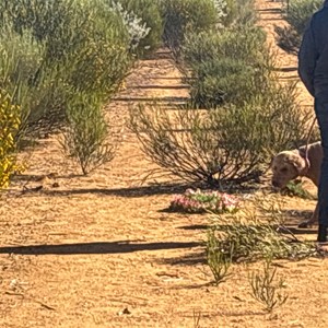 Wreath Flower Walk Trail