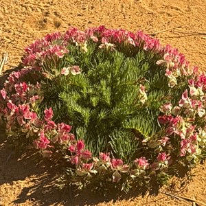 Wreath Flower Walk Trail