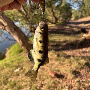 Negri River Bank Camp