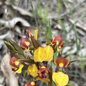 Red Gully Reserve