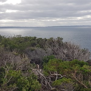 Torbay Head