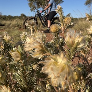 Red Roo Trail