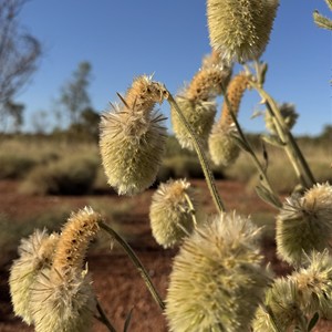 Red Roo Trail