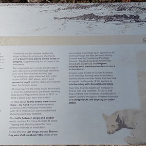 Native Dog Beach