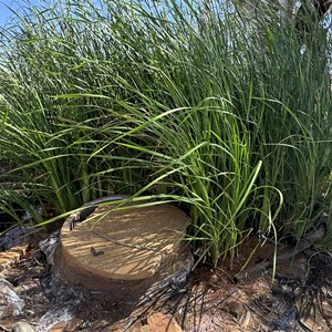 Old Well (ruin)