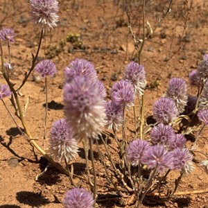 Wildflowers/ Camp