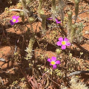 Wildflowers/ Camp