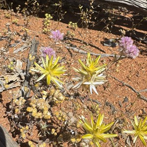 Wildflowers/ Camp