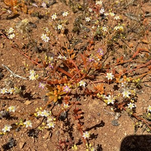Wildflowers/ Camp