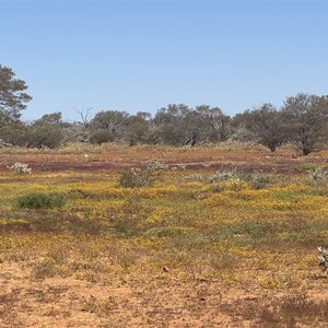 Wildflowers/ Camp