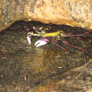 Colourful crab