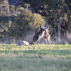 Warrumbungle National Park