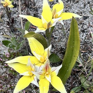 Capel Nature Reserve