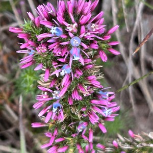 Capel Nature Reserve