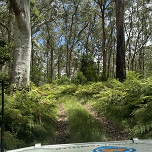 Boonoo State Forest