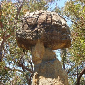 The Brain