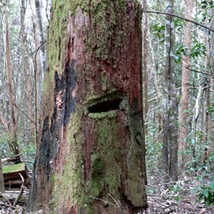 Washpool National Park